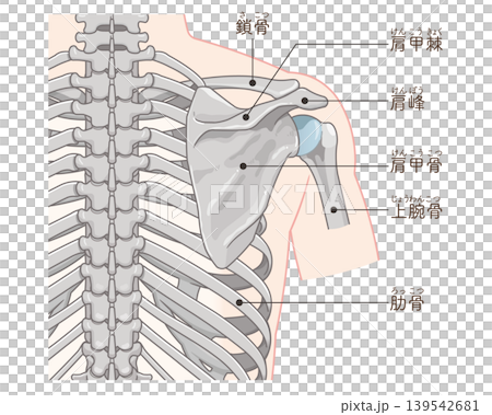 背中側の肩関節 Shoulder joint on the back 背中側の肩関節 Shoulder joint on the back 139542681