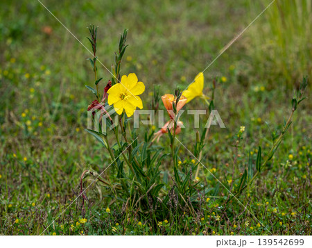 マツヨイグサの黄色い花 マツヨイグサの黄色い花 139542699