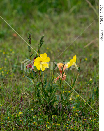 マツヨイグサの黄色い花 マツヨイグサの黄色い花 139542700