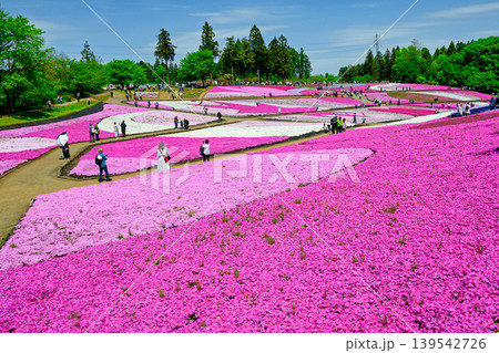 秩父市 武甲山の麓 羊山公園 春の芝桜の丘 秩父市 武甲山の麓 羊山公園 春の芝桜の丘 139542726