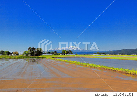 庄内平野五月の田圃風景 庄内平野五月の田圃風景 139543101