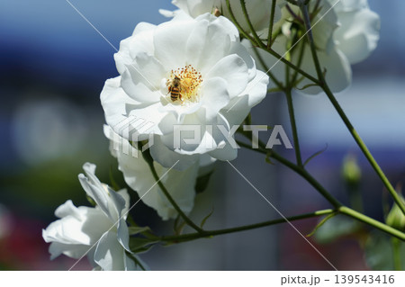 清楚で美しい白い薔薇 アイスバーグ 清楚で美しい白い薔薇 アイスバーグ 139543416