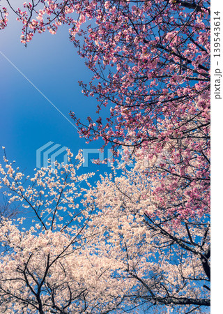 青空に映える濃淡の満開の桜　b-3 暖色寒色強調 139543614