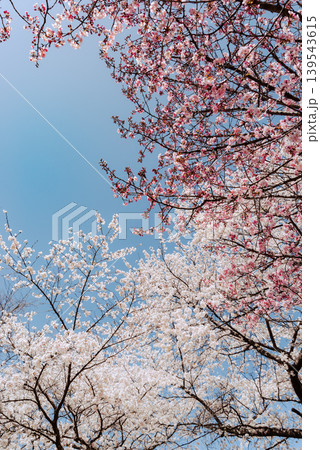 青空に映える濃淡の満開の桜 b-4 フィルム調 青空に映える濃淡の満開の桜 b-4 フィルム調 139543615