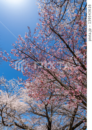青空に映える濃淡の満開の桜 c-1 青空に映える濃淡の満開の桜 c-1 139543616