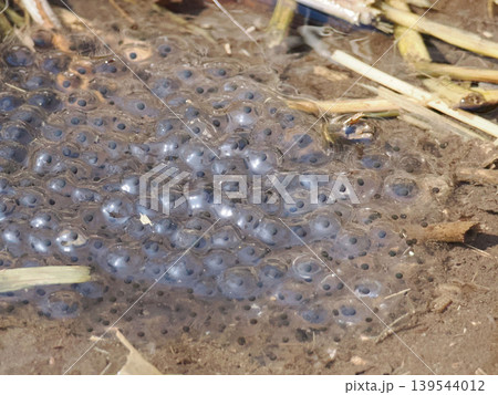 湧き水に産卵されたエゾアカガエルの卵 139544012