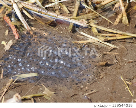湧き水に産卵されたエゾアカガエルの卵 139544019