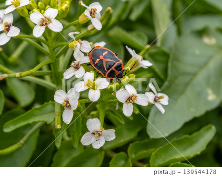 オランダガラシの花にいるナガメ オランダガラシの花にいるナガメ 139544178
