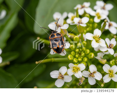 オランダガラシの花にいるナガメ 139544179