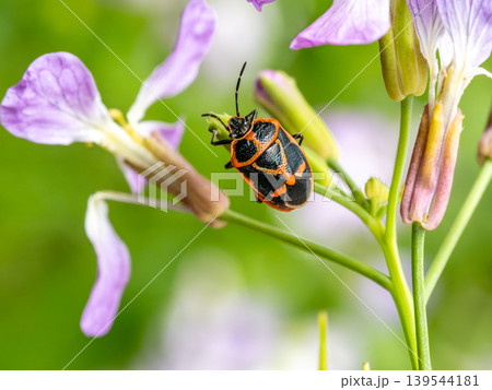 ハマダイコンの花の近くにいるナガメ 139544181