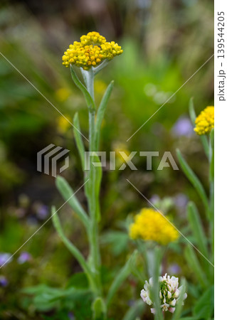 ハハコグサの黄色い花 ハハコグサの黄色い花 139544205