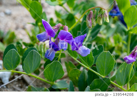 海辺の砂浜に生えているハマエンドウの花 海辺の砂浜に生えているハマエンドウの花 139544208