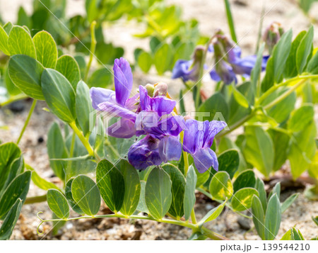 海辺の砂浜に生えているハマエンドウの花 139544210