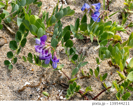 海辺の砂浜に生えているハマエンドウの花 139544211