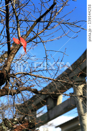 神社の鳥居と桜の枯れ葉 神社の鳥居と桜の枯れ葉 139544258