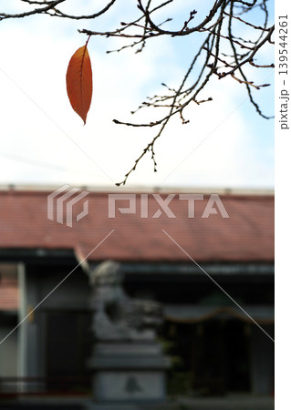 神社の境内と桜の枯葉 神社の境内と桜の枯葉 139544261