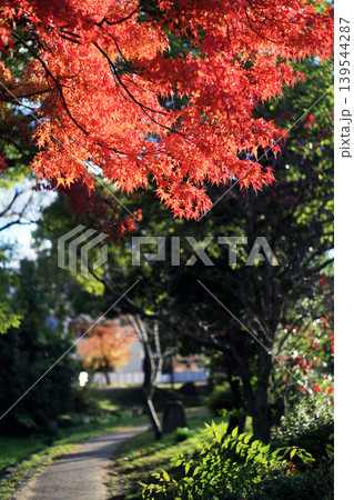遊歩道の紅葉 139544287