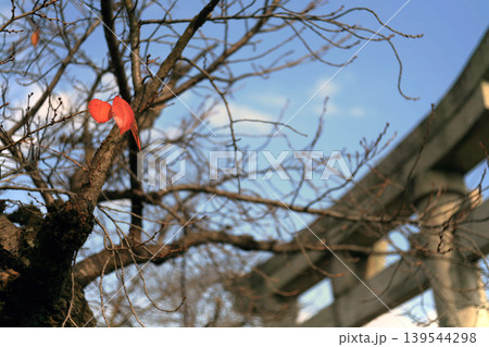 神社の鳥居と桜の枯れ葉 神社の鳥居と桜の枯れ葉 139544298