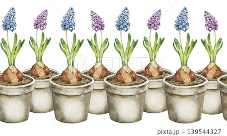 Watercolor seamless border with hyacinth and muscari flowers bulbs in pots arranged in horizontal composition. Spring botanical illustration for wallpaper, nursery decor and textile print. Watercolor seamless border with hyacinth and muscari flowers bulbs in pots arranged in horizontal composition. Spring botanical illustration for wallpaper, nursery decor and textile print. 139544327
