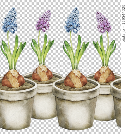 Watercolor seamless border with hyacinth and muscari flowers bulbs in pots arranged in horizontal composition. Spring botanical illustration for wallpaper, nursery decor and textile print. 139544329