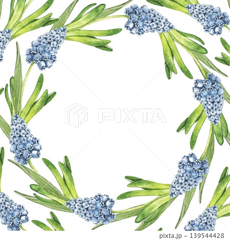 Watercolor floral wreath frame with muscari hyacinth flowers arranged in round composition. Botanical illustration with empty center space for invitations, greeting cards and seasonal branding. 139544428