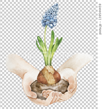 Watercolor illustration of hands holding hyacinth bulb with soil and blue flower. Botanical artwork for farming themes, wrapping paper, stationery and spring decoration use. Watercolor illustration of hands holding hyacinth bulb with soil and blue flower. Botanical artwork for farming themes, wrapping paper, stationery and spring decoration use. 139544459