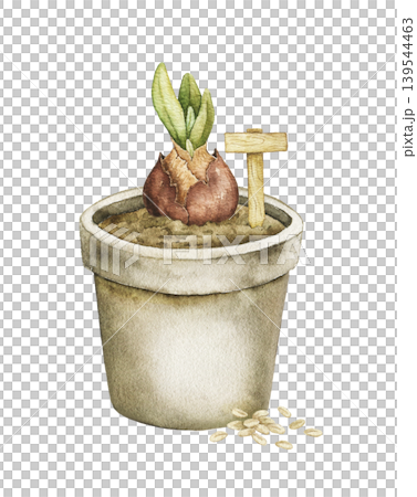 Watercolor illustration of sprouting bulb in ceramic flower pot with small garden sign and seeds. Spring botanical artwork for stationery, packaging, wrapping paper and seasonal decor. Watercolor illustration of sprouting bulb in ceramic flower pot with small garden sign and seeds. Spring botanical artwork for stationery, packaging, wrapping paper and seasonal decor. 139544463