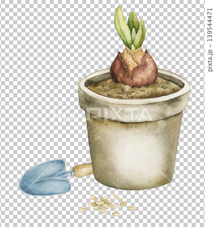 Watercolor composition with sprouting bulb in ceramic flower pot, garden trowel and seeds. Spring botanical illustration for stationery, wrapping paper, packaging and seasonal decor. Watercolor composition with sprouting bulb in ceramic flower pot, garden trowel and seeds. Spring botanical illustration for stationery, wrapping paper, packaging and seasonal decor. 139544471