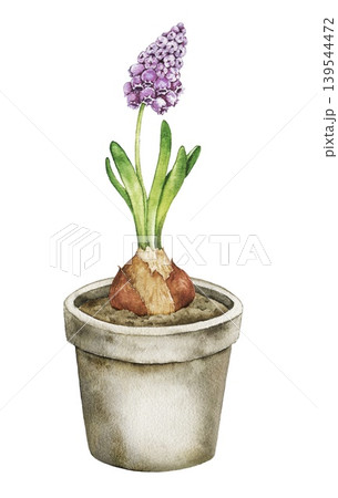 Watercolor illustration of purple hyacinth with bulb and green leaves in ceramic flower pot. Spring botanical artwork for wrapping paper, stationery, packaging and seasonal decor. 139544472