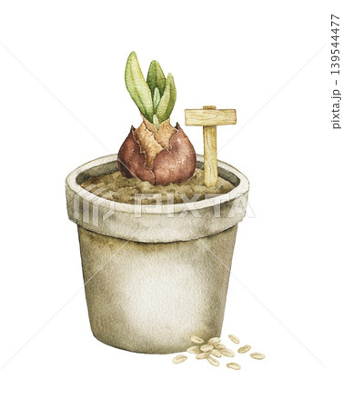 Watercolor illustration of sprouting bulb in ceramic flower pot with small garden sign and seeds. Spring botanical artwork for stationery, packaging, wrapping paper and seasonal decor. 139544477