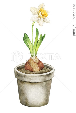 Watercolor illustration of blooming daffodil in ceramic pot with bulb and leaves. Spring botanical clip art for stationery, packaging, invitations and seasonal decoration. 139544478