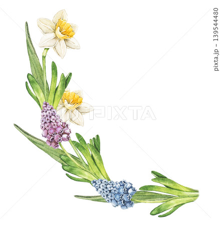 Watercolor arrangement with daffodil, hyacinth and muscari flowers. Spring botanical clip art for greeting cards, wrapping paper, scrapbook pages and floral branding. Semi circle wreath 139544480
