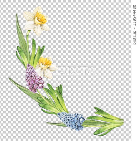 Watercolor arrangement with daffodil, hyacinth and muscari flowers. Spring botanical clip art for greeting cards, wrapping paper, scrapbook pages and floral branding. Semi circle wreath 139544480