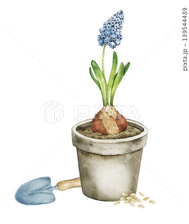 Watercolor illustration of blue hyacinth in ceramic flower pot with garden trowel and seeds. Spring botanical artwork for stationery, wrapping paper, packaging and seasonal decor. 139544489