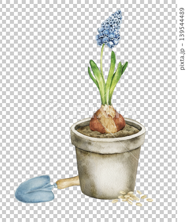 Watercolor illustration of blue hyacinth in ceramic flower pot with garden trowel and seeds. Spring botanical artwork for stationery, wrapping paper, packaging and seasonal decor. 139544489