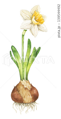 Watercolor illustration of blooming daffodil bulb with roots and green leaves. Spring botanical clip art isolated for greeting cards, wrapping paper and seasonal decoration. 139544492
