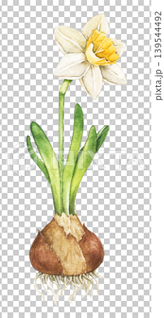 Watercolor illustration of blooming daffodil bulb with roots and green leaves. Spring botanical clip art isolated for greeting cards, wrapping paper and seasonal decoration. 139544492