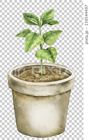 Watercolor illustration of green plant growing in ceramic flower pot. Botanical gardening element for spring decor, stationery, wrapping paper and seasonal design projects. Watercolor illustration of green plant growing in ceramic flower pot. Botanical gardening element for spring decor, stationery, wrapping paper and seasonal design projects. 139544497