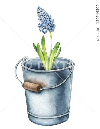 Watercolor illustration of blue hyacinth growing in vintage metal bucket with green leaves. Spring botanical artwork for greeting cards, wrapping paper, packaging and stationery. 139544502