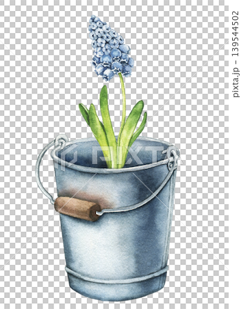 Watercolor illustration of blue hyacinth growing in vintage metal bucket with green leaves. Spring botanical artwork for greeting cards, wrapping paper, packaging and stationery. 139544502
