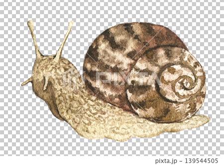 Watercolor illustration of brown garden snail with spiral shell. Botanical element for greenhouse themes, countryside decoration, farming projects and natural floral compositions. Watercolor illustration of brown garden snail with spiral shell. Botanical element for greenhouse themes, countryside decoration, farming projects and natural floral compositions. 139544505