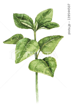 Watercolor illustration of green leafy sprout inspired by home gardening, greenhouse planting and countryside botanical themes. Decorative artwork for seasonal stationery and packaging. Tomato stem 139544507
