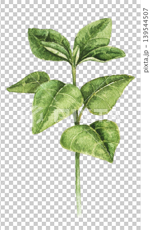 Watercolor illustration of green leafy sprout inspired by home gardening, greenhouse planting and countryside botanical themes. Decorative artwork for seasonal stationery and packaging. Tomato stem 139544507