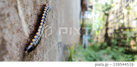 Black centipede crawling on the wall with natural bokeh effect. Black centipede crawling on the wall with natural bokeh effect. 139544519