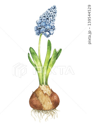 Watercolor illustration of blooming blue hyacinth with bulb and roots. Botanical element for gardening themes, spring decoration, greenhouse projects and floral compositions. 139544529