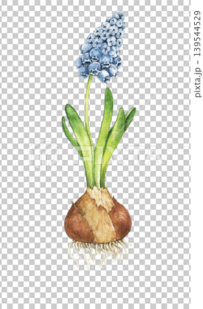 Watercolor illustration of blooming blue hyacinth with bulb and roots. Botanical element for gardening themes, spring decoration, greenhouse projects and floral compositions. Watercolor illustration of blooming blue hyacinth with bulb and roots. Botanical element for gardening themes, spring decoration, greenhouse projects and floral compositions. 139544529