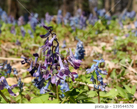 エゾエンゴサクの紫色の花 エゾエンゴサクの紫色の花 139544570