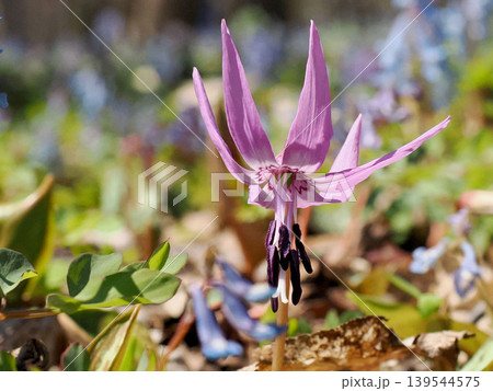 カタクリの花のクローズアップ カタクリの花のクローズアップ 139544575