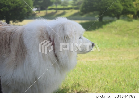 老犬との生活 老犬との生活 139544768