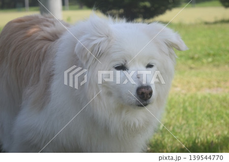 老犬との生活 老犬との生活 139544770